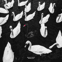 Track Artwork 152781