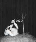 Track Artwork 160186