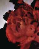 Track Artwork 51625